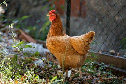 Chicken Duck Permit