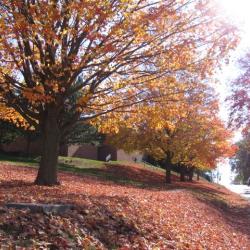 Autumn in Oakland